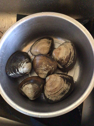 初めてのホッキ貝解体 のコト ものずきん モノとネコと時々介護
