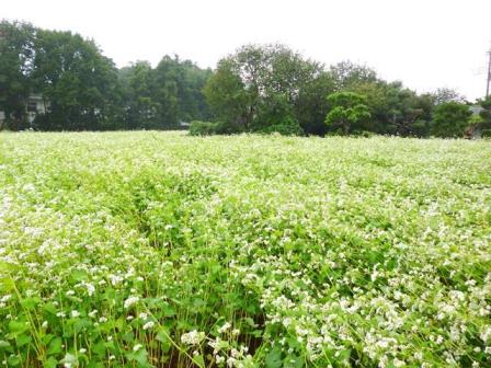 m-soba-ogiwara-20160922