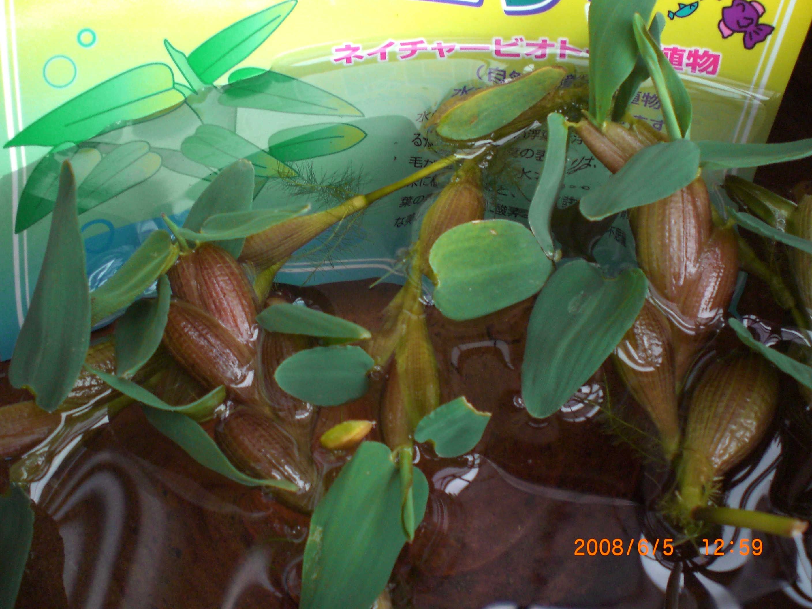 水草 涼をよぶシリーズ 浮き草 ２ お庭 癒しの空間