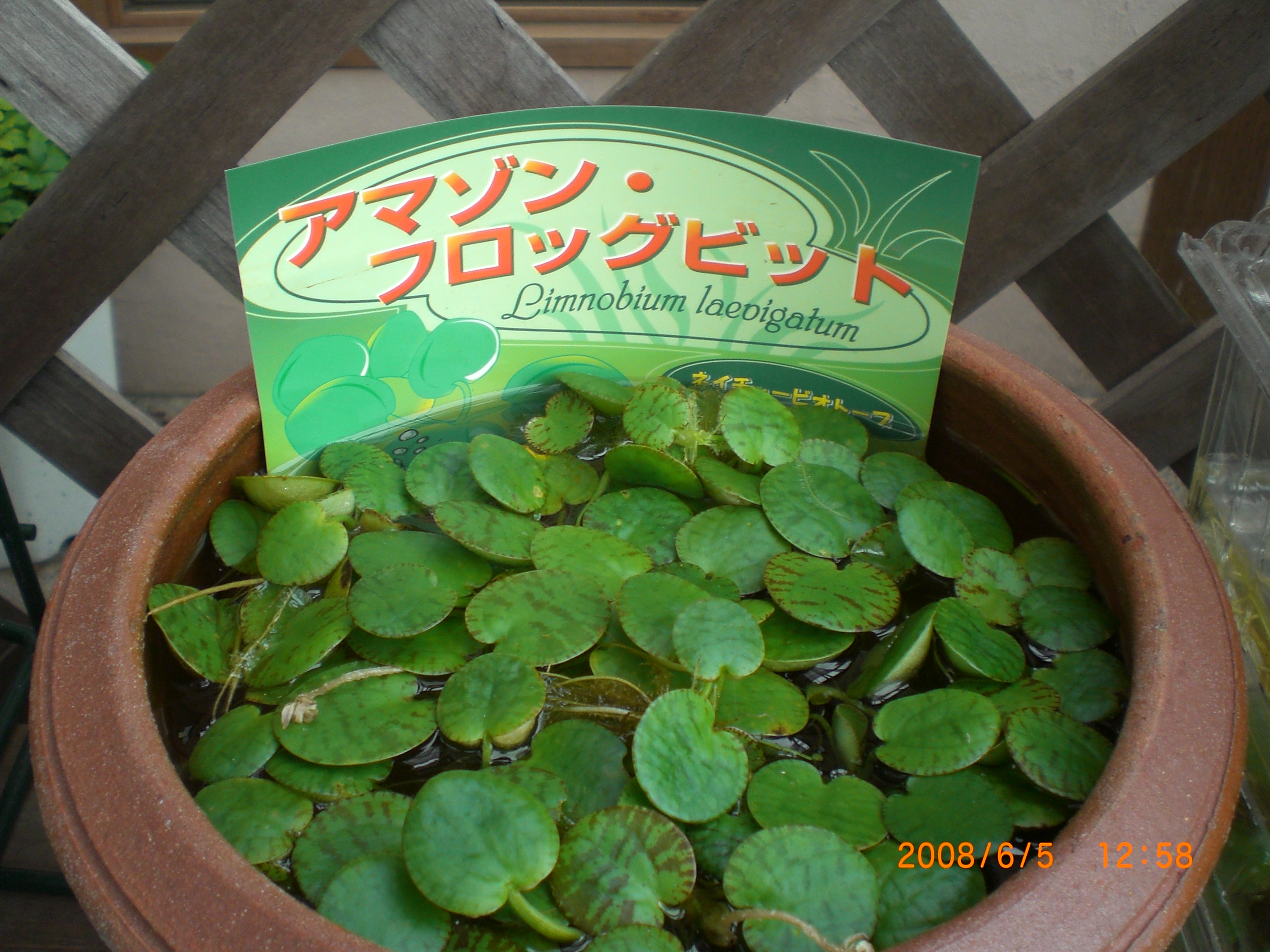 水草 涼を呼ぶシリーズ浮き草 お庭 癒しの空間