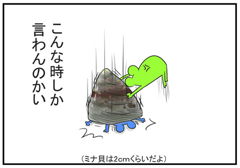 H30.7.31　熱帯魚と貝　5