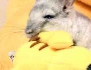 ピカ