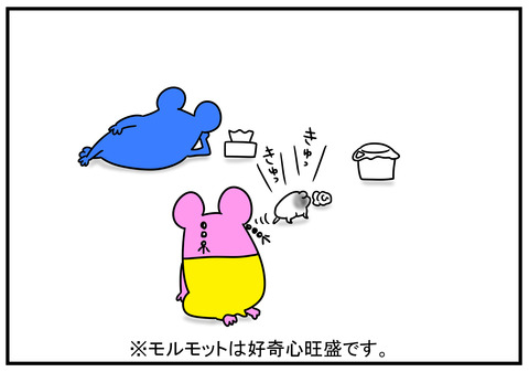 11　モルモット牛ちゃん　5