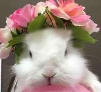 モコ本
