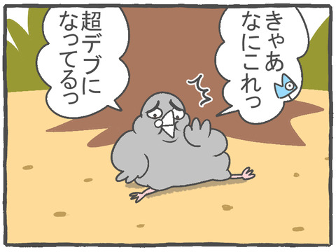 R2.10.22　ハトぱっぱ25　1
