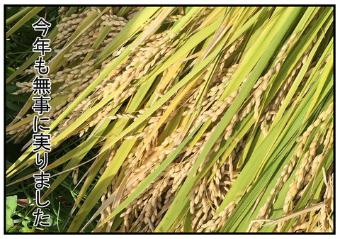 6　稲刈り当日　6