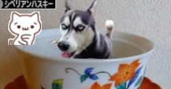 さわむらむらこの4コマブログ