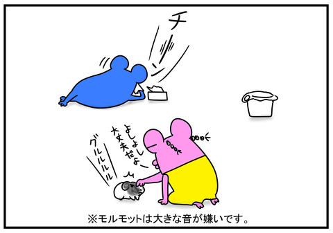 11　モルモット牛ちゃん　3
