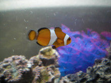 さわむらむらこの4コマブログ