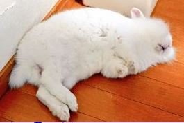 モコちゃんち