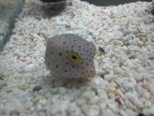 さわむらむらこの4コマブログ