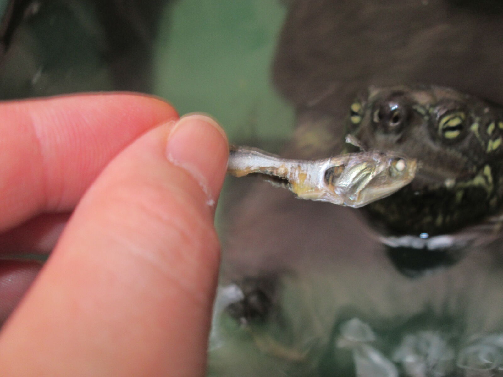 オオクボメカ子 捕食シーン さわやかダイアリー