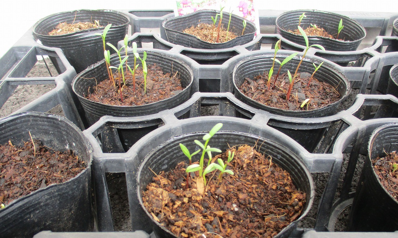 コスモス成長日記 兵庫県明石市二見町東二見 介護付有料老人ホーム さわやかあかしの里 さわやかダイアリー コスモス成長日記 兵庫県明石市二見町東二見 介護付有料老人ホーム さわやかあかしの里 さわやかダイアリー