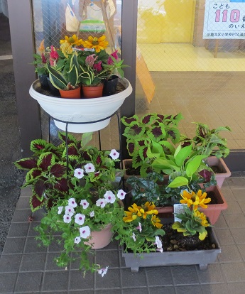 玄関と階段の花 さわやかダイアリー