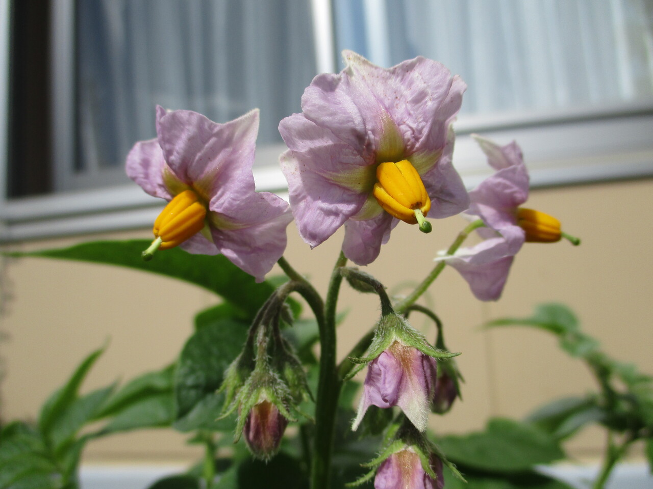 ジャガイモの花 さわやかダイアリー