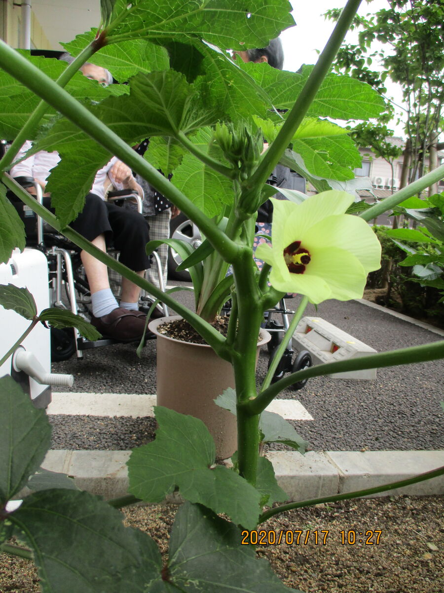 オクラの花 兵庫県姫路市介護付有料老人ホームさわやかひめじ館 さわやかダイアリー オクラの花 兵庫県姫路市介護付有料老人ホームさわやかひめじ館 さわやかダイアリー