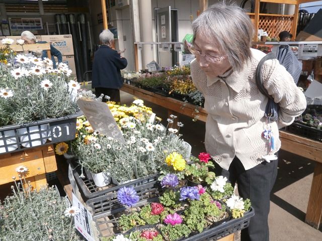 さわやか すずめのみや 花壇の花選び さわやかダイアリー さわやか すずめのみや 花壇の花選び さわやかダイアリー