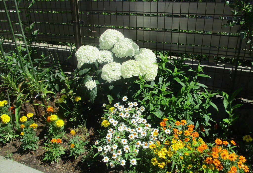 明日は七夕ですね さわやか桜参番館 さわやかダイアリー