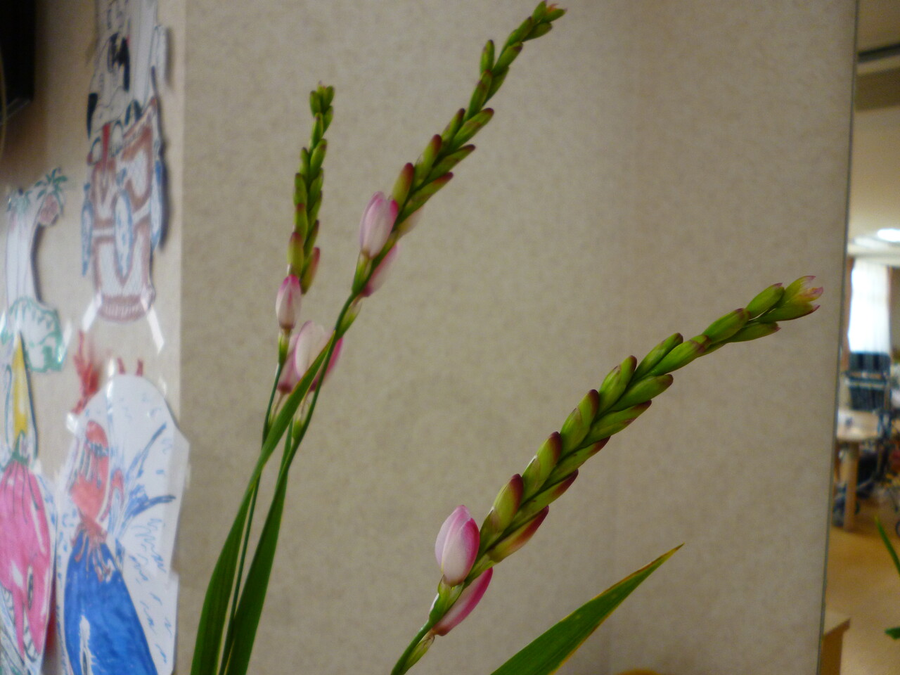 この花なぁに さわやかみなと館 さわやかダイアリー