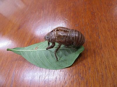 蝉の抜け殻 さわやかダイアリー