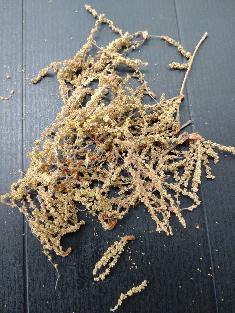 どんぐりの花 北軽井沢 おやじの山小屋秘密基地