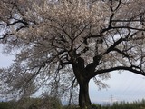 229D70DB-8967-4946-BA95-C6559C962993
