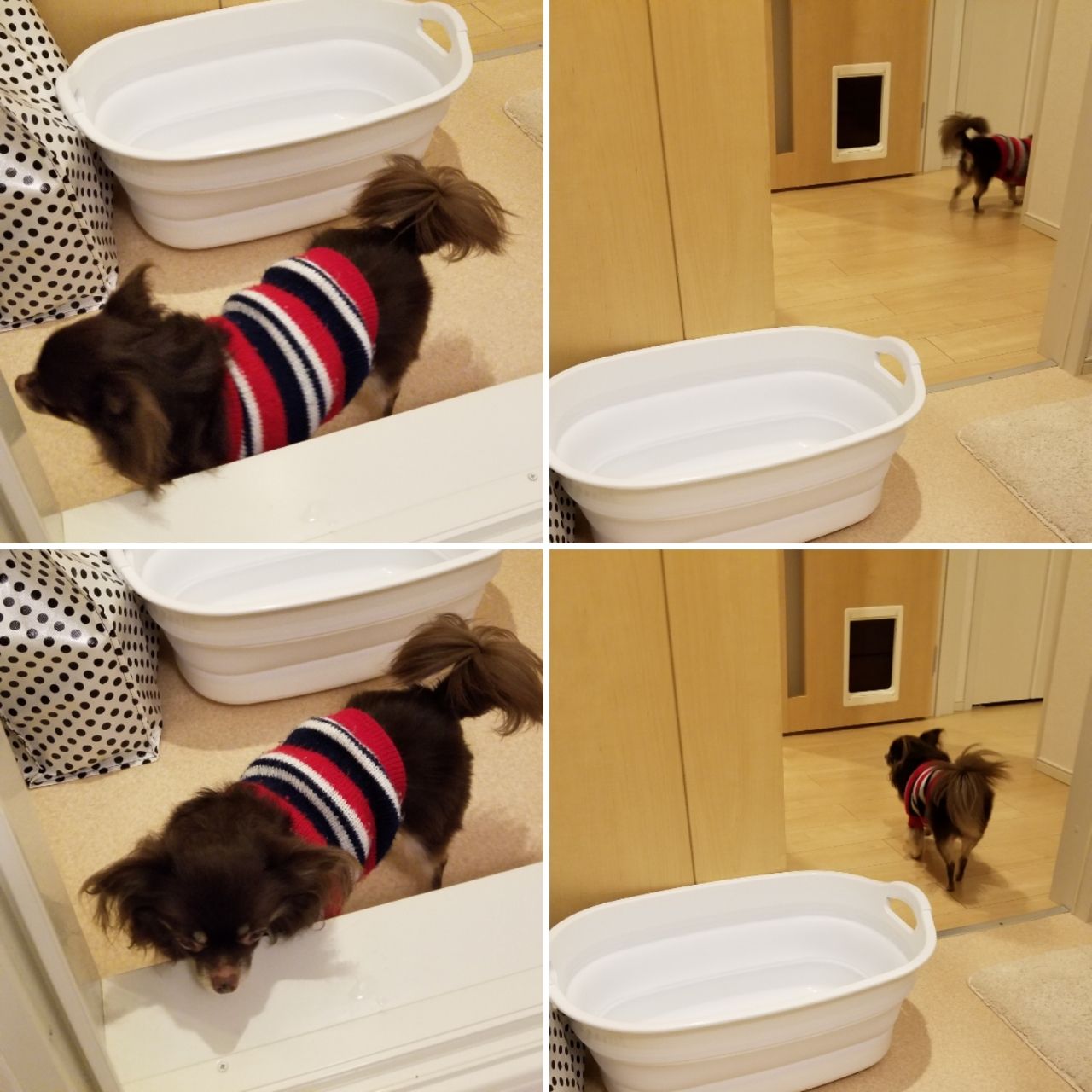 アラサーの休日 ひとりとちわわん のんびり暮らす アラサーの休日 ひとりとちわわん のんびり暮らす