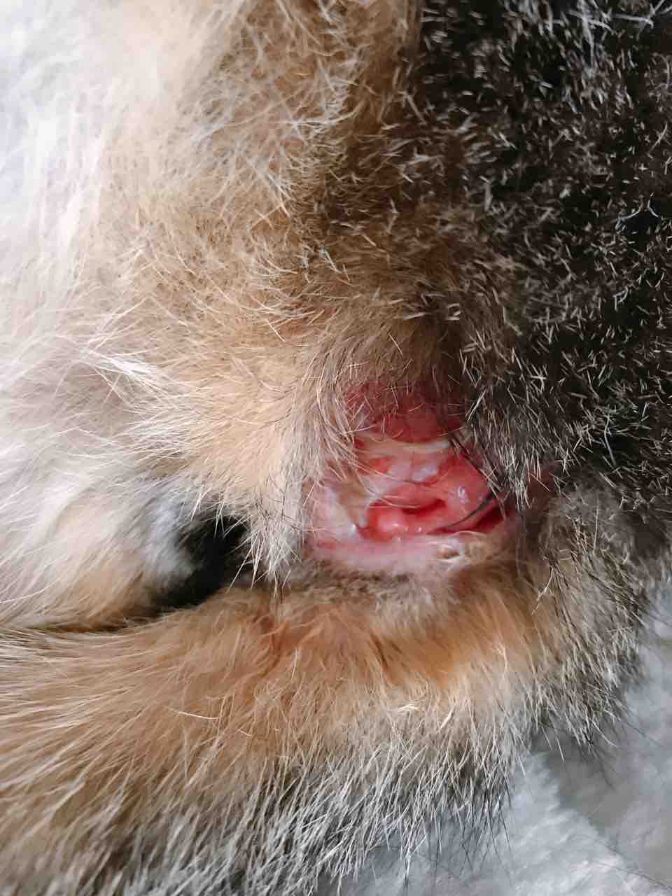 りんちゃんのお尻問題 肛門嚢炎破裂 写真閲覧注意 春風の旅