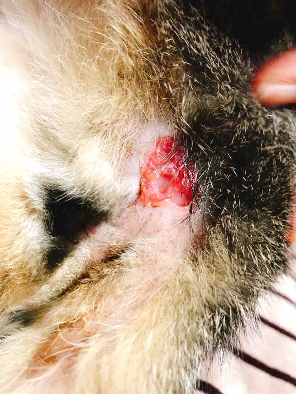 りんちゃんのお尻問題 肛門嚢炎破裂 写真閲覧注意 春風の旅