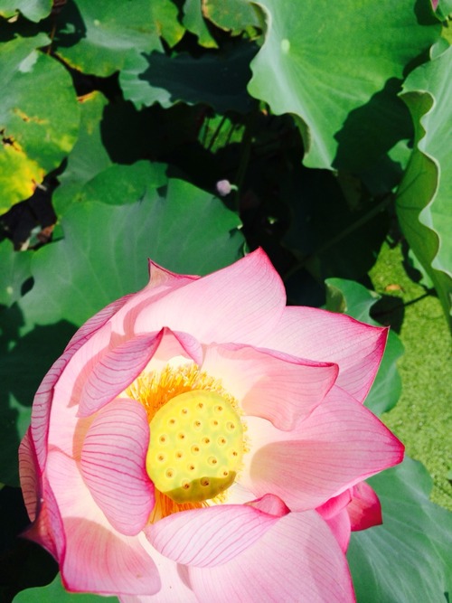 2015-08-10-10-59-07