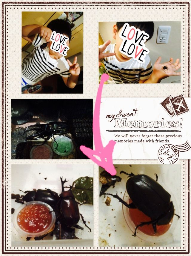カブトムシ クワガタ 西尾市の美容院 Sayakuブログ カブトムシ クワガタ 西尾市の美容院 Sayakuブログ