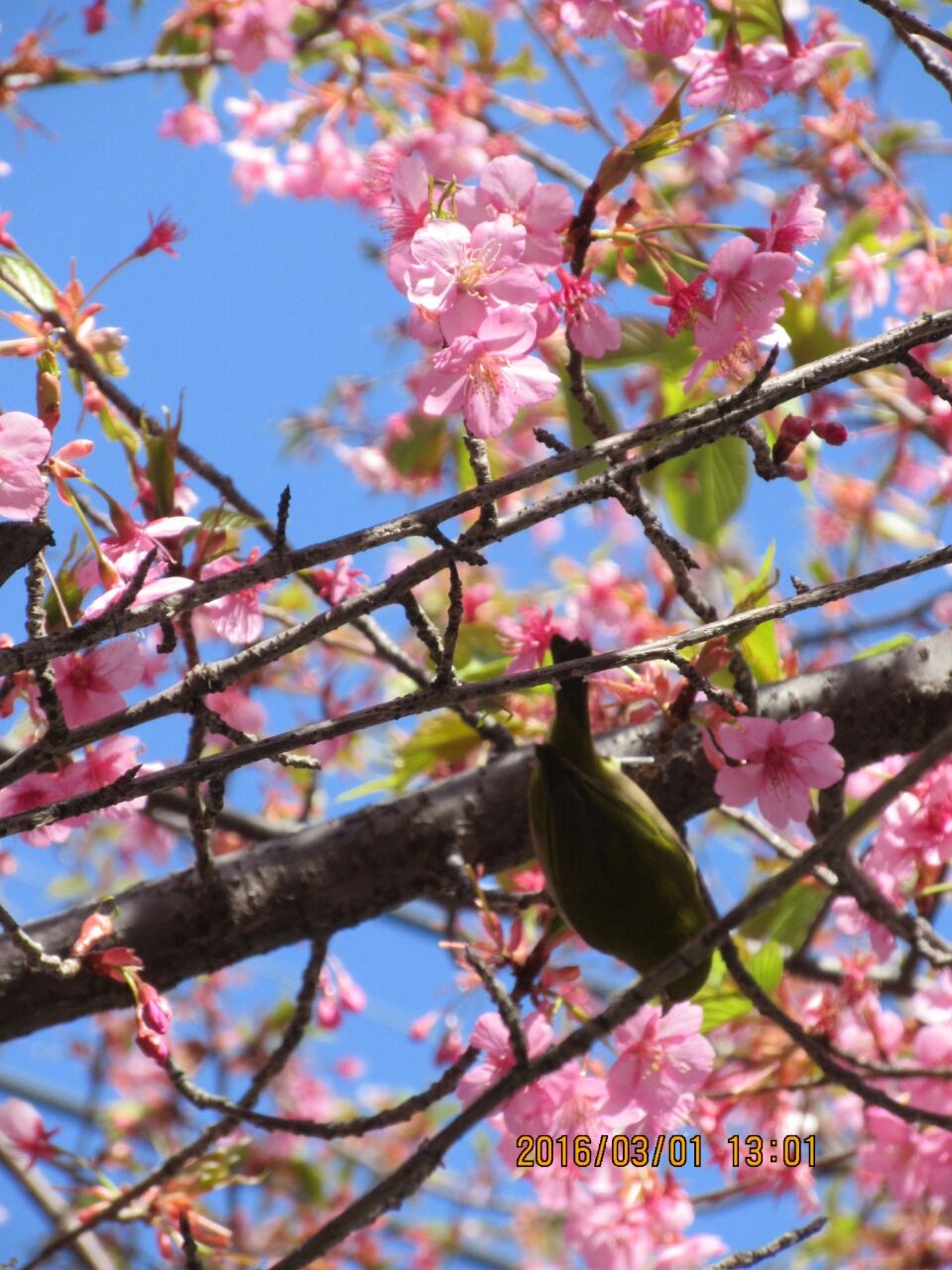 河津桜 狭山丘陵 狭山湖 多摩湖 西武ドームのブログ 河津桜 狭山丘陵 狭山湖 多摩湖 西武ドームのブログ