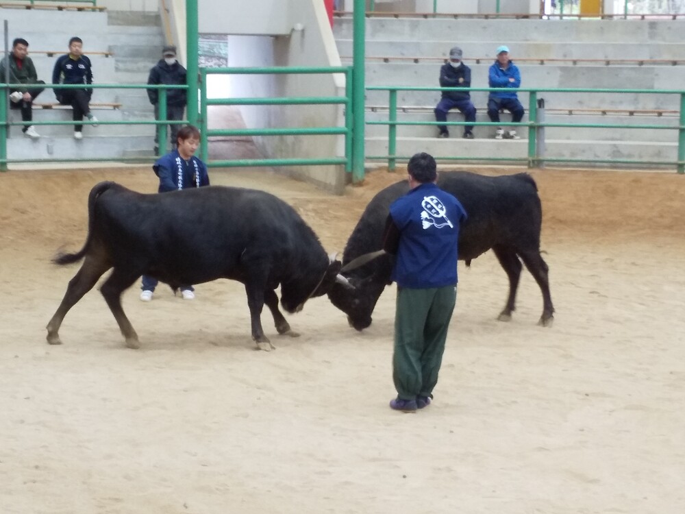 おじんの徒然なるままに 2 第1日 隠岐モーモードーム