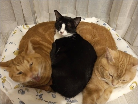 line_oa_chat_240303_175310