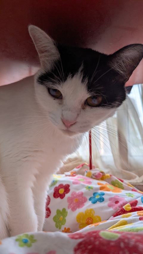 PXL_20250727_064708265