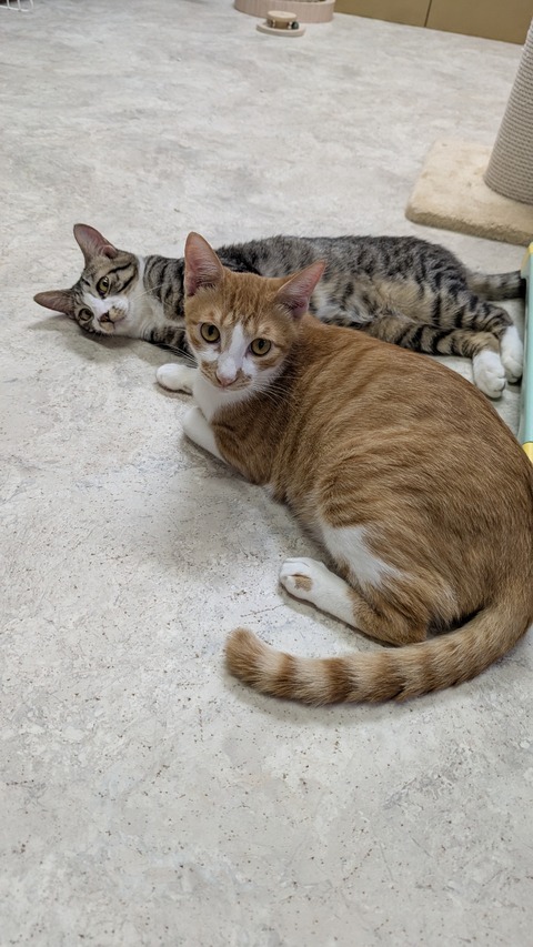 PXL_20250713_081815140