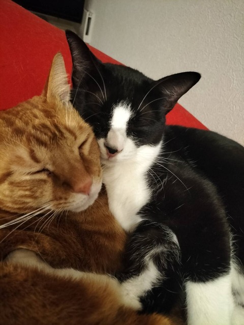 line_oa_chat_240303_175259