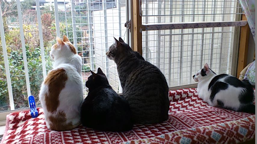 イメージ 7