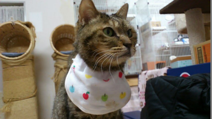 イメージ 7
