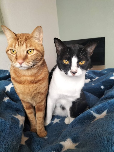 line_oa_chat_240303_175241