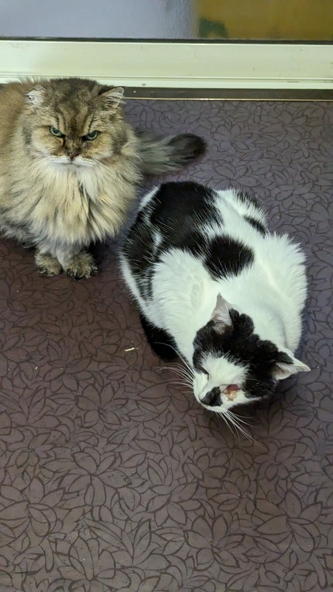 PXL_20231203_070608225