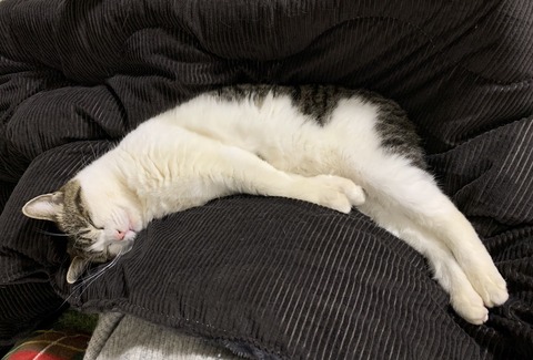 line_oa_chat_240303_175227