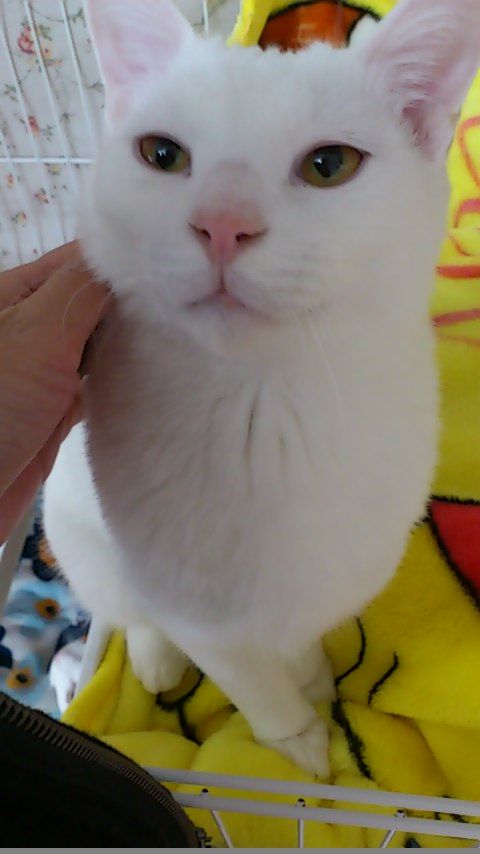 イメージ 10