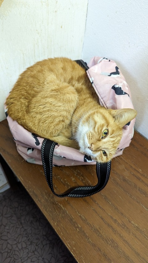 PXL_20240323_082152611~2