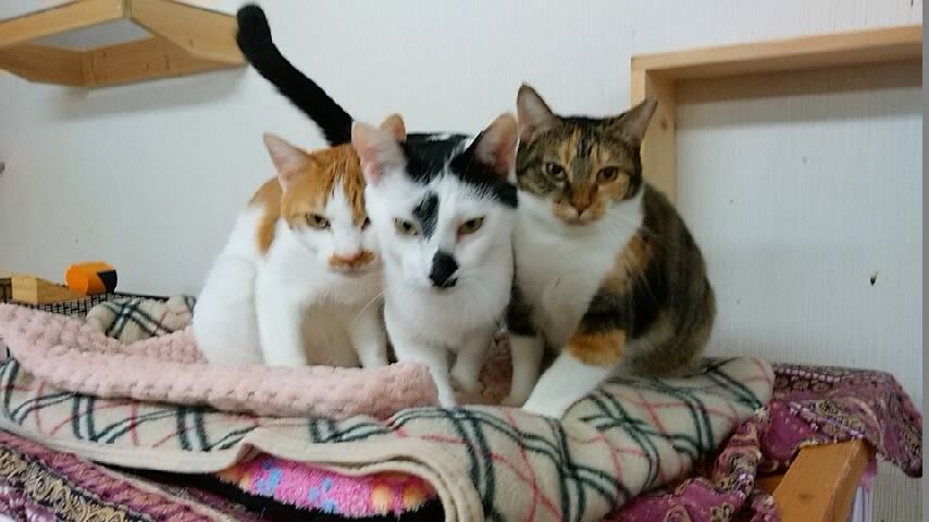 イメージ 3