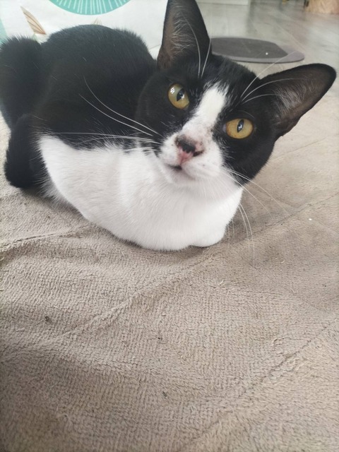 line_oa_chat_240303_175236