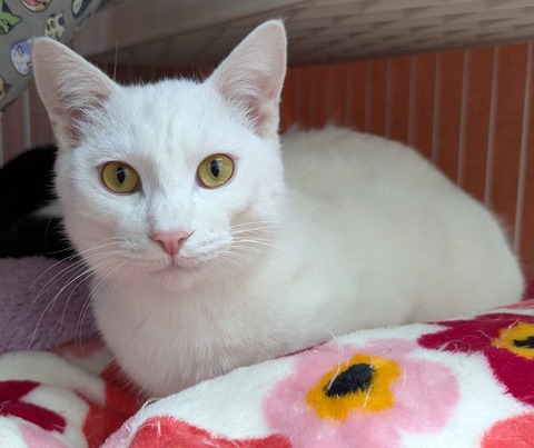 PXL_20250208_091721451