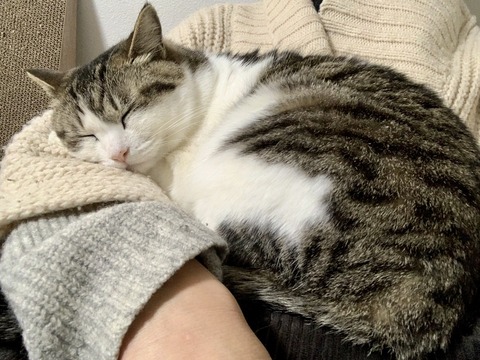 line_oa_chat_240303_175214