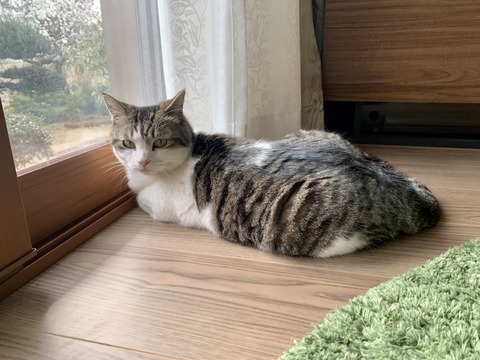 line_oa_chat_240303_175208