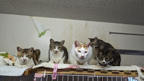 PXL_20230806_074956733